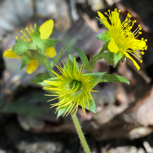 image of Waldsteinia fragarioides, Northern Barren Strawberry