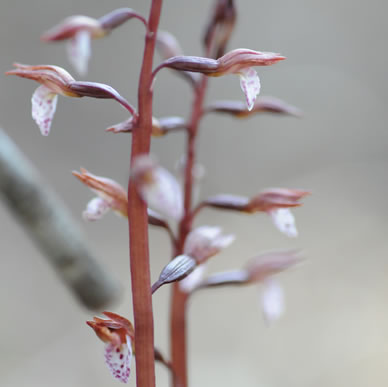 image of Corallorhiza wisteriana, Spring Coralroot, Wister's Coralroot