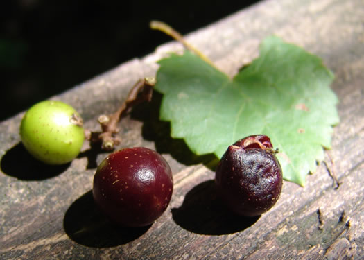 Muscadinia rotundifolia var. rotundifolia, Muscadine, Scuppernong