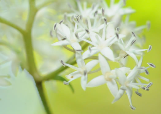 image of Swida asperifolia, Eastern Roughleaf Dogwood