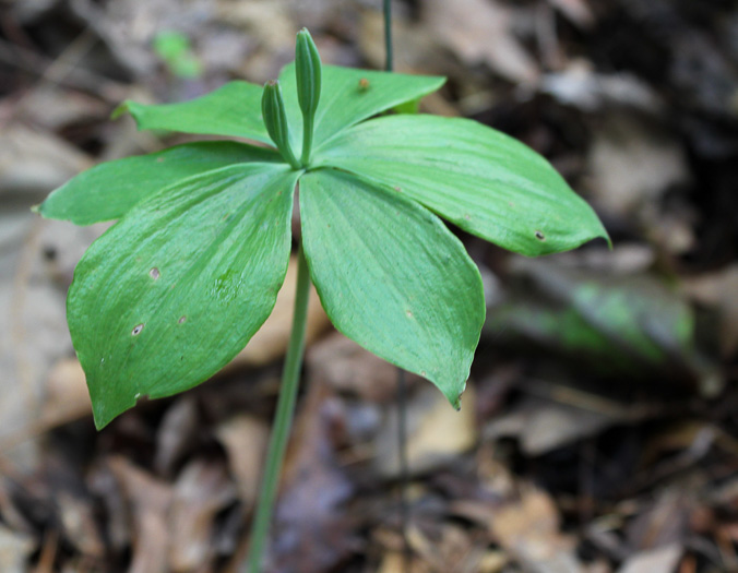 image of Isotria medeoloides, Small Whorled Pogonia, Little Five-leaves