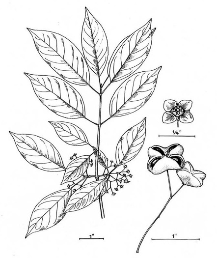 drawing of Euonymus atropurpureus, American Wahoo, Eastern Wahoo, Burning Bush