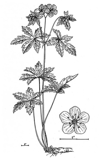 image of Geranium maculatum, Wild Geranium