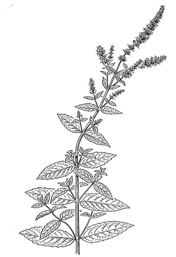 image of Mentha spicata var. spicata, Spearmint