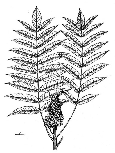 image of Rhus glabra, Smooth Sumac, Common Sumac