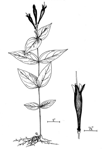 image of Spigelia marilandica, Indian-pink, Woodland Pinkroot, Wormgrass