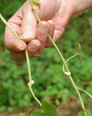 image of Ficaria verna ssp. verna, Fig Buttercup, Lesser Celandine, Pilewort