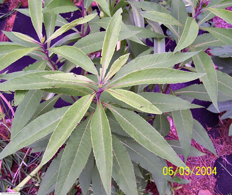 image of Vernonia gigantea, Tall Ironweed, Common Ironweed, Giant Ironweed