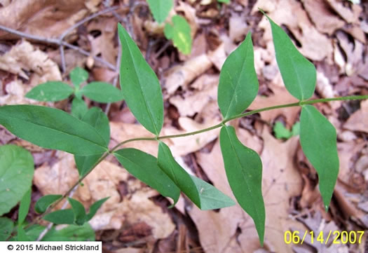 image of Phlox glaberrima, Smooth Phlox