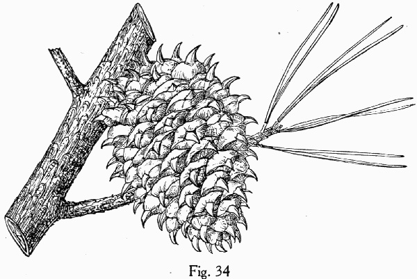 image of Pinus pungens, Table Mountain Pine, Bur Pine, Hickory Pine, Prickly Pine