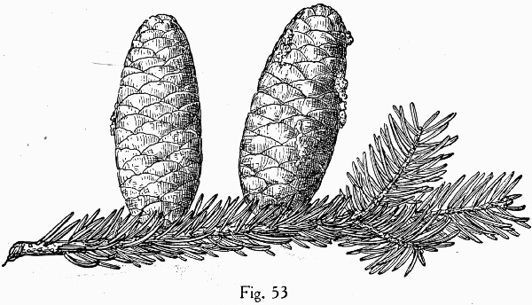 image of Abies balsamea, Balsam Fir, Northern Balsam, Canada Balsam, Blister Pine