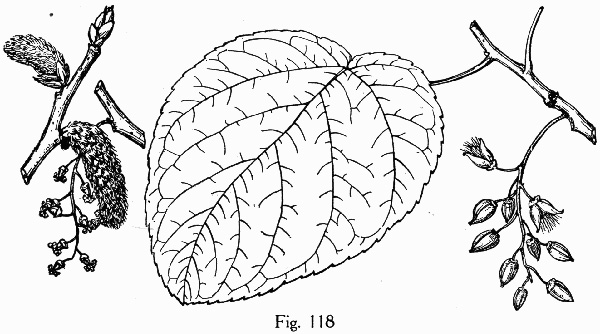 image of Populus heterophylla, Swamp Cottonwood