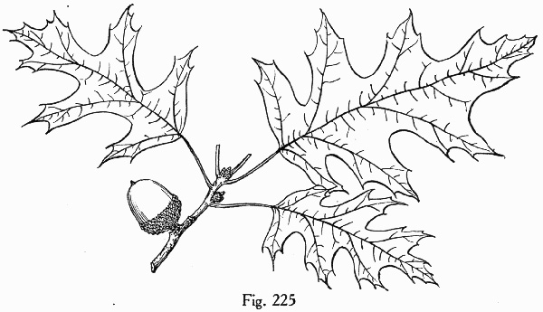 image of Quercus texana, Nuttall Oak, Texas Red Oak