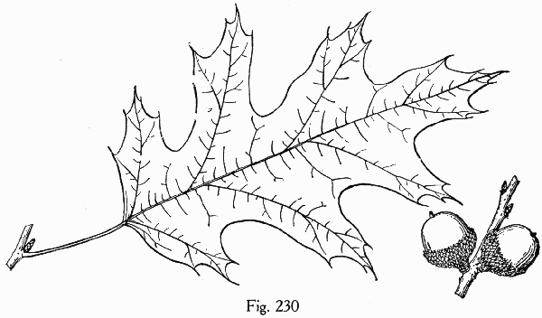 image of Quercus velutina, Black Oak