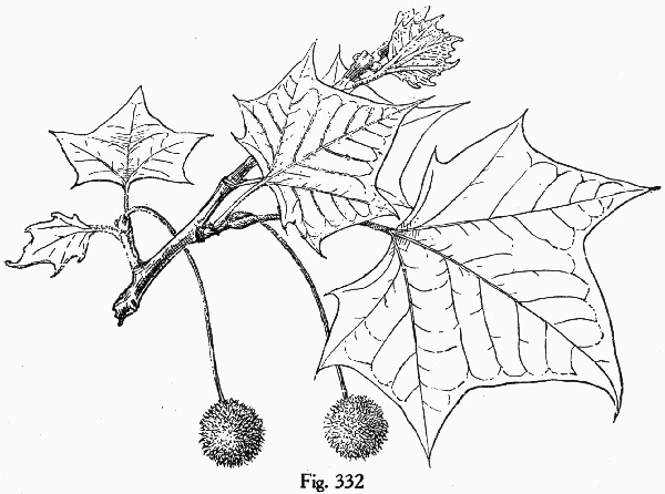 image of Platanus occidentalis var. occidentalis, American Sycamore, Planetree