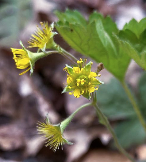 image of Waldsteinia lobata, Piedmont Barren Strawberry, Lobed Barren Strawberry