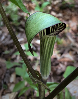 image of Arisaema pusillum, Small Jack-in-the-pulpit, Swamp Jack