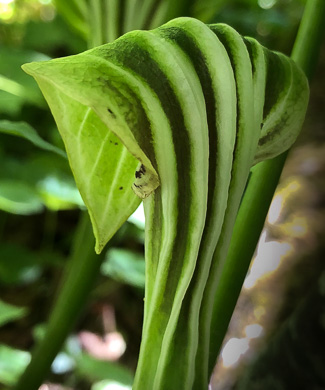 spathe