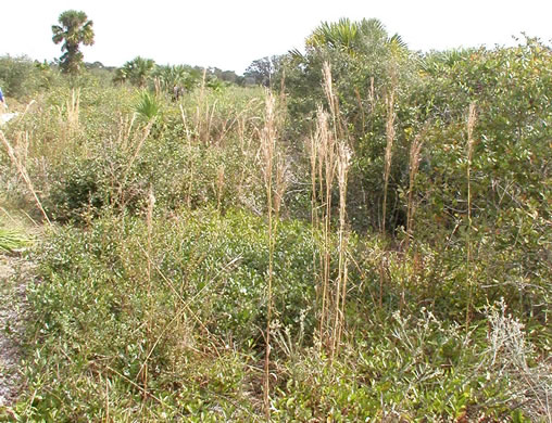 image of Andropogon floridanus, Florida Bluestem