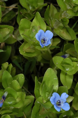 Bacopa caroliniana, Blue Water-hyssop, Sweet Water-hyssop, Carolina Water-hyssop, Lemon Bacopa