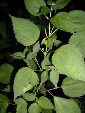 image of Boehmeria cylindrica, False Nettle, Swamp-nettle