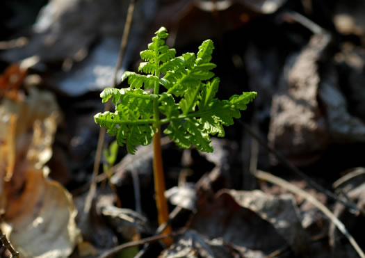 image of Botrypus virginianus, Rattlesnake Fern, Sang-find