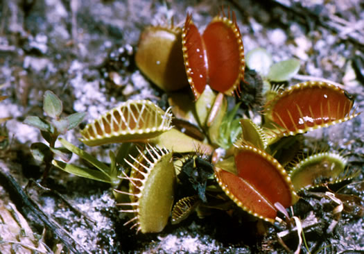 image of Dionaea muscipula, Venus Flytrap, Meadow Clam, Tippitiwitchet