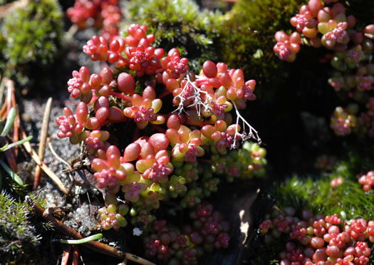 image of Diamorpha smallii, Elf-orpine