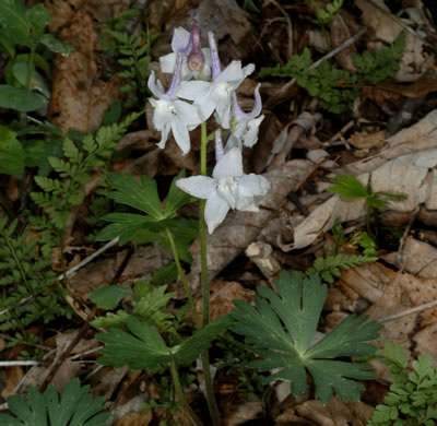 image of Delphinium tricorne, Dwarf Larkspur