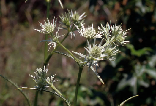 image of Eryngium aquaticum, Marsh Eryngo