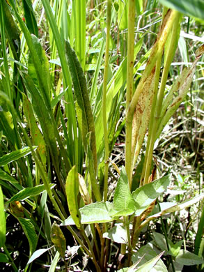 Marsh Eryngo