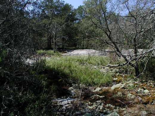 image of Eurybia avita, Alexander's Rock Aster