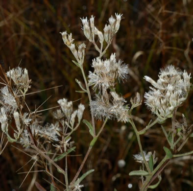 image of Eupatorium glaucescens, Wedgeleaf Thoroughwort, Broadleaf Bushy Eupatorium, Wedgeleaf Eupatorium