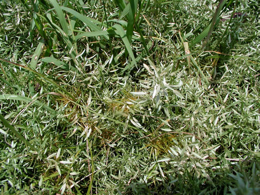 image of Eragrostis hypnoides, Creeping Lovegrass, Teal Lovegrass