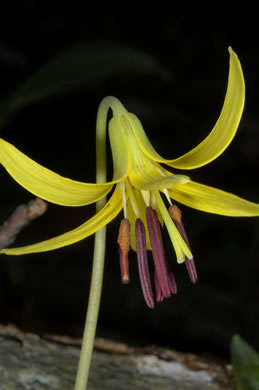 Dimpled Trout Lily