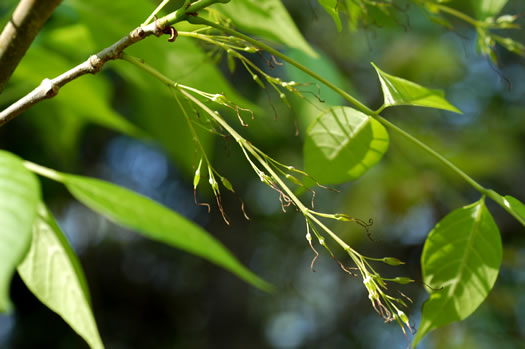 image of Fraxinus americana, White Ash, American Ash