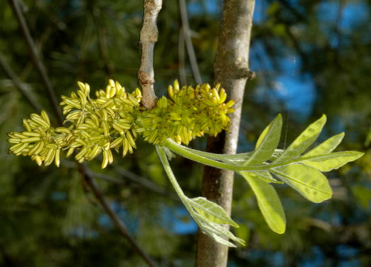 image of Fraxinus americana, White Ash, American Ash