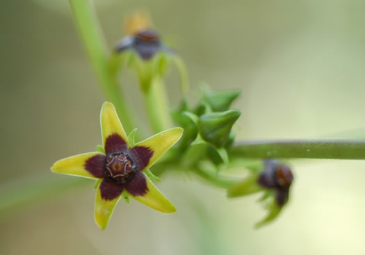 image of Gonolobus suberosus var. suberosus, Eastern Anglepod