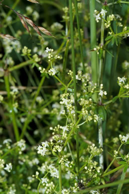 image of Galium mollugo, False Baby's Breath, Smooth Bedstraw, Hedge Bedstraw, Wild Madder