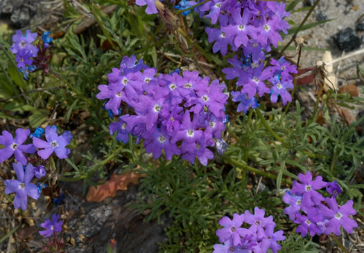 image of Glandularia aristigera, Moss Vervain, South American Vervain, Moss Verbena