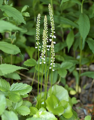 image of Galax urceolata, Galax, Beetleweed