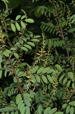 image of Indigofera caroliniana, Carolina Indigo, Wild Indigo