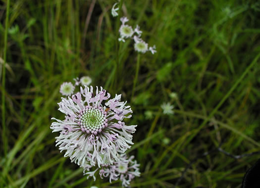 image of Marshallia graminifolia, Grassleaf Barbara's-buttons