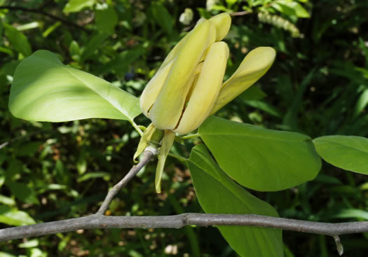 image of Magnolia acuminata var. subcordata, Piedmont Cucumber Magnolia, Yellow Cucumber-tree, Showy Cucumber Magnolia