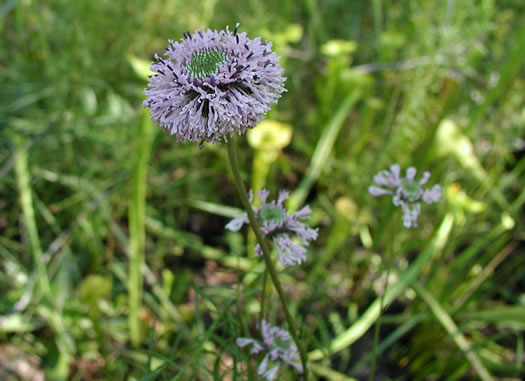 image of Marshallia graminifolia, Grassleaf Barbara's-buttons