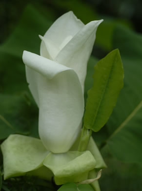 image of Magnolia macrophylla, Bigleaf Magnolia, Large-leaved Magnolia, Umbrella Tree