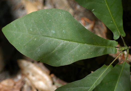 Magnolia pyramidata, Pyramid Magnolia