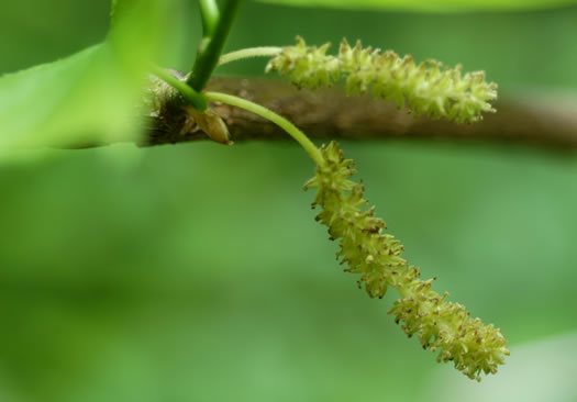 catkin