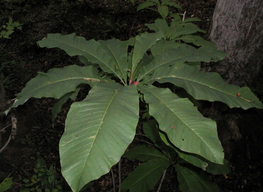 image of Magnolia tripetala, Umbrella Magnolia, Umbrella-tree