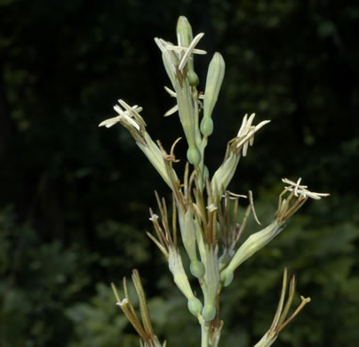 image of Agave virginica, Eastern Agave, Eastern False-aloe, Rattlesnake-master, American Aloe